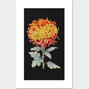 Red and Gold Chrysanthemum - Hasegawa - Traditional Japanese style - Botanical Illustration Posters and Art